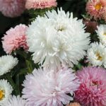 ASTER THE ROSES