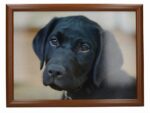 LAPTRAY BLACK LABRADOR