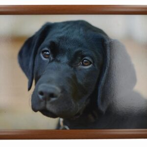 LAPTRAY BLACK LABRADOR